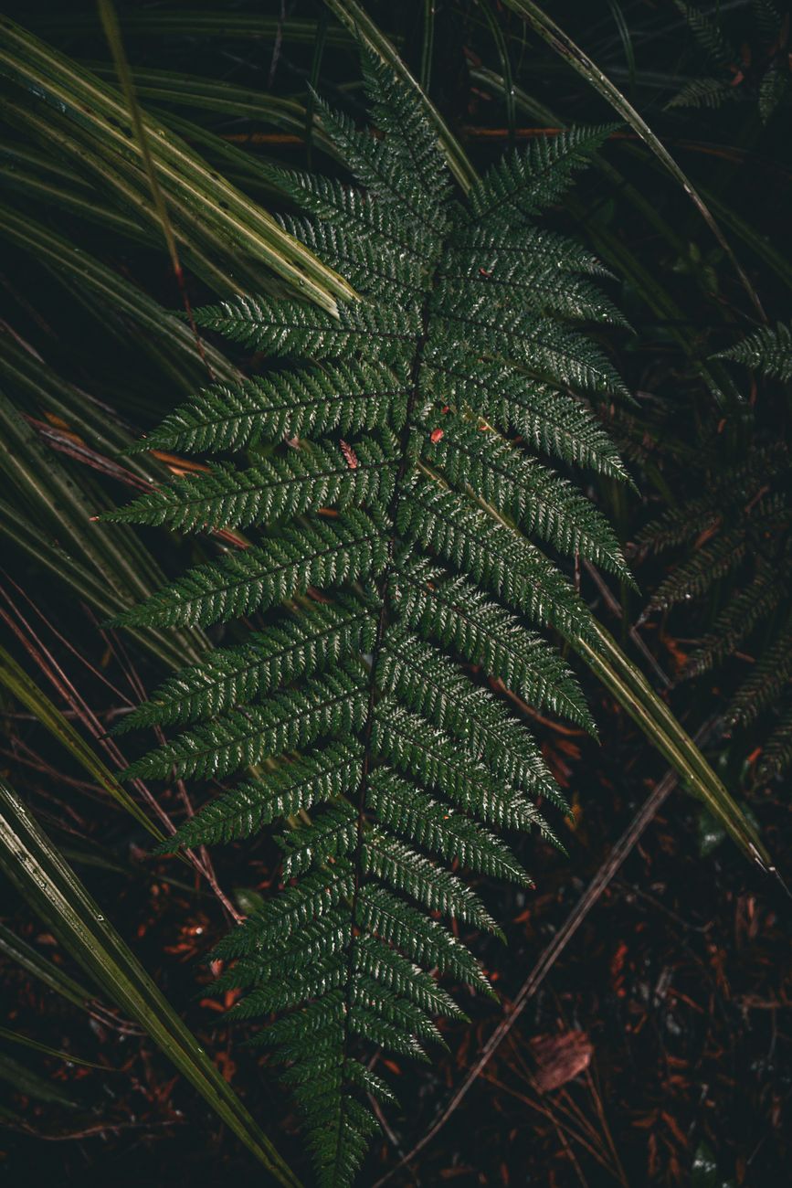 New Zealand fern forest and trail track